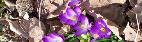 purple crocus
