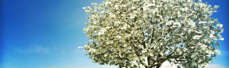 money tree in a field of green grass