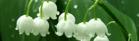 lily of the valley