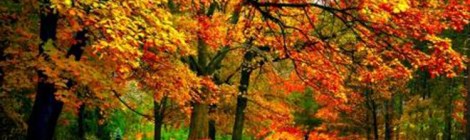 fall folliage for equinox