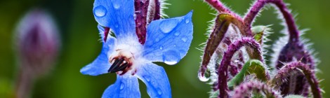 Spring blue borage flower by Theophilos
