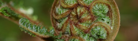 fern unfurling image by Jon Radoff