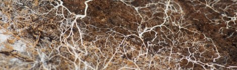 mycelium in a photo by Kirill Ignatyev