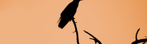 crow silhouette against orange sky