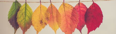 fall leaves in transition