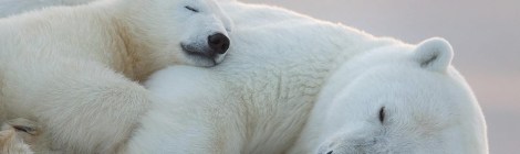Sleeping polarbears